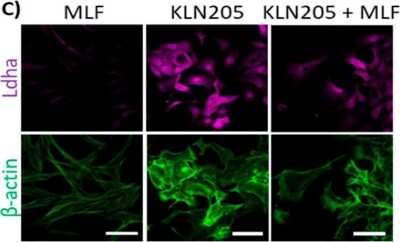 Immunocytochemistry/ Immunofluorescence: Lactate Dehydrogenase A/LDHA Antibody - BSA Free [NBP1-48336]